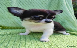 Chihuahua dogs for sale: Amazing Quality Long Coat Chihuahua puppies - Image 12