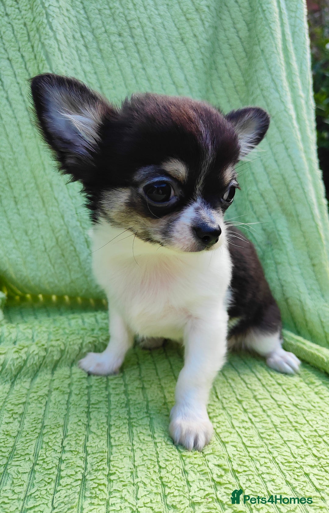 Chihuahua dogs for sale: Amazing Quality Long Coat Chihuahua puppies - Image 12