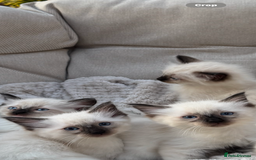 Ragdoll cats for sale: Ragdoll kittens  - Image 2