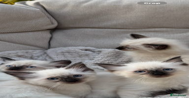 Ragdoll cats - Advert 15