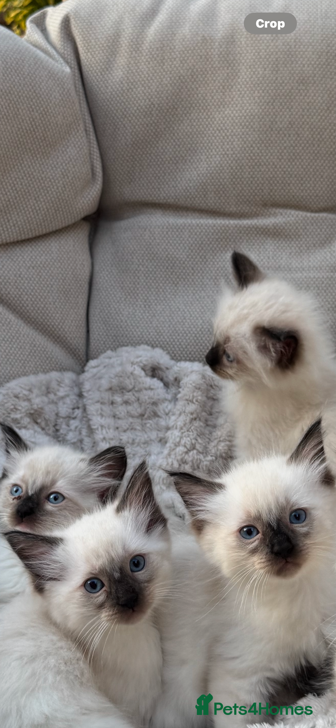 Ragdoll cats for sale: Ragdoll kittens  - Image 2
