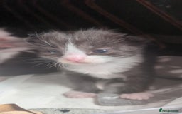 Ragdoll cats for sale: Ragdoll Cross kittens in Ilminster - Image 12