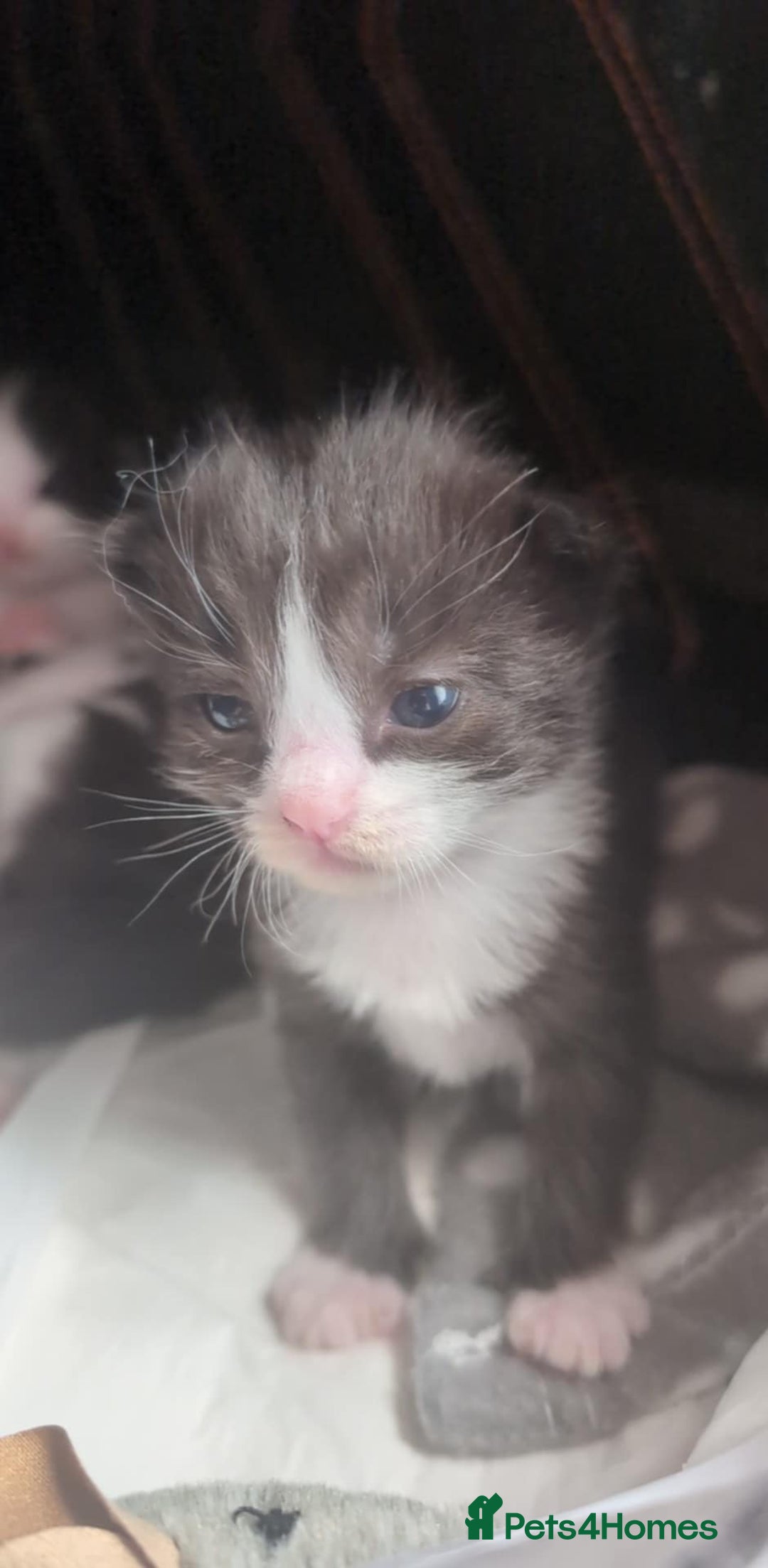 Ragdoll cats for sale: Ragdoll Cross kittens in Ilminster - Image 12
