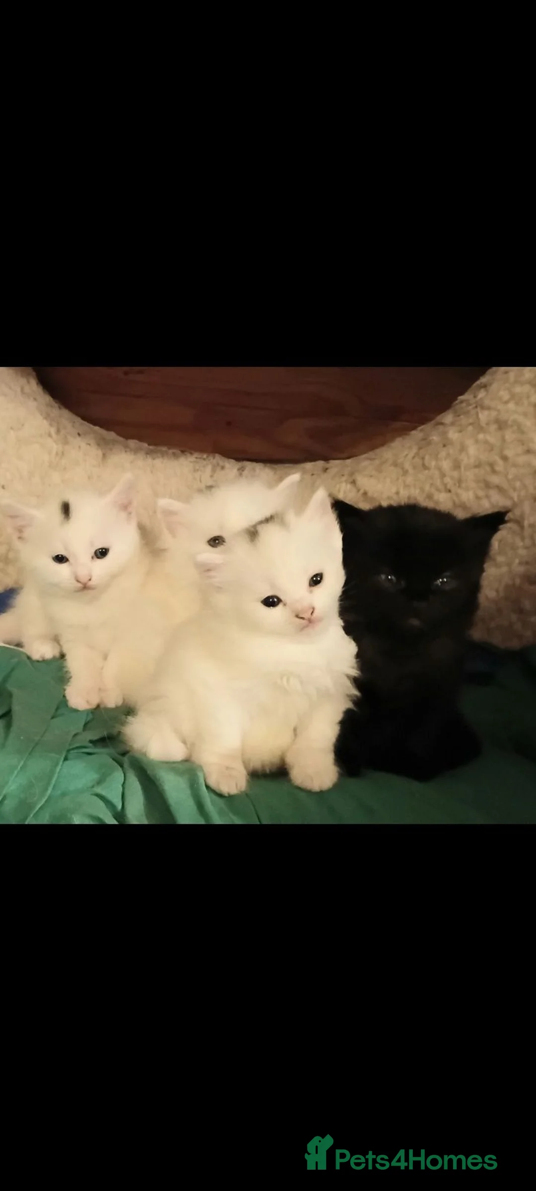 British Shorthair cats for sale: 4 super cute fluffy kittens  - Advert 1