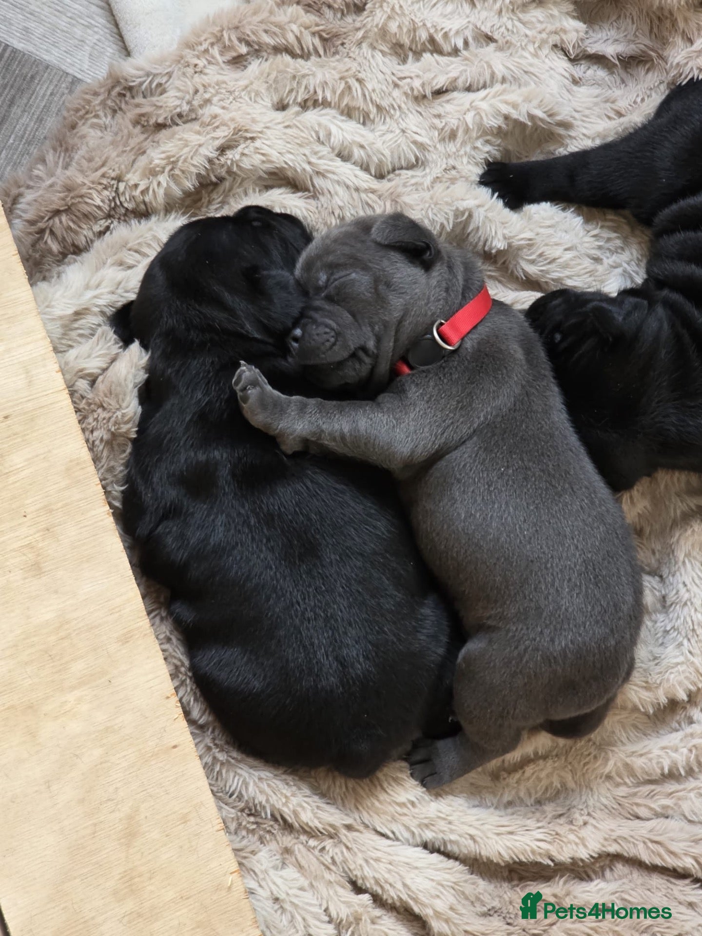 Staffordshire Bull Terrier dogs 🐾 Beautiful KC registered puppies 🐾 - Advert 1