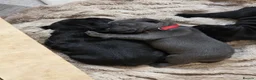 Staffordshire Bull Terrier dogs for sale: 🐾 Beautiful KC registered puppies 🐾 - Advert 1