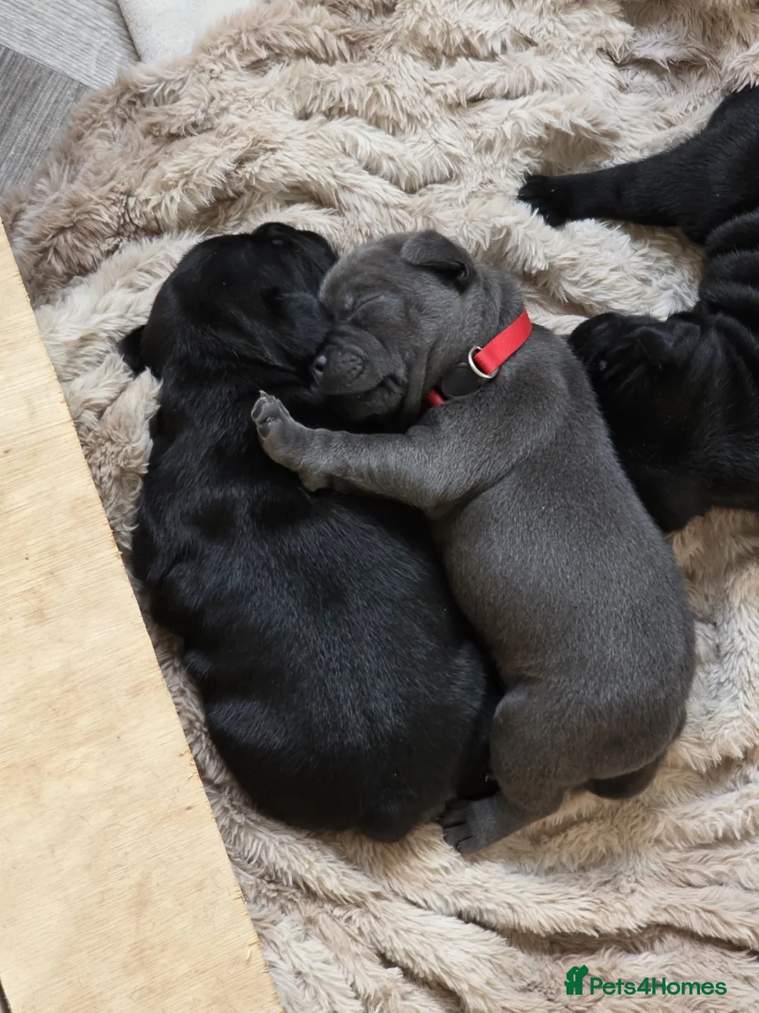 Staffordshire Bull Terrier dogs for sale: 🐾 Beautiful KC registered puppies 🐾 - Advert 1