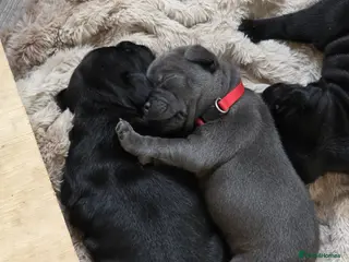 Staffordshire Bull Terrier dogs 🐾 Beautiful KC registered puppies 🐾 - Advert 1