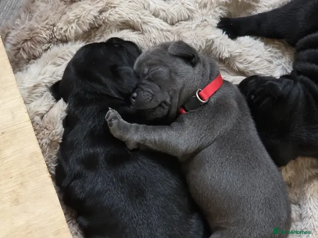 Staffordshire Bull Terrier dogs for sale: 🐾 Beautiful KC registered puppies 🐾 - Advert 1