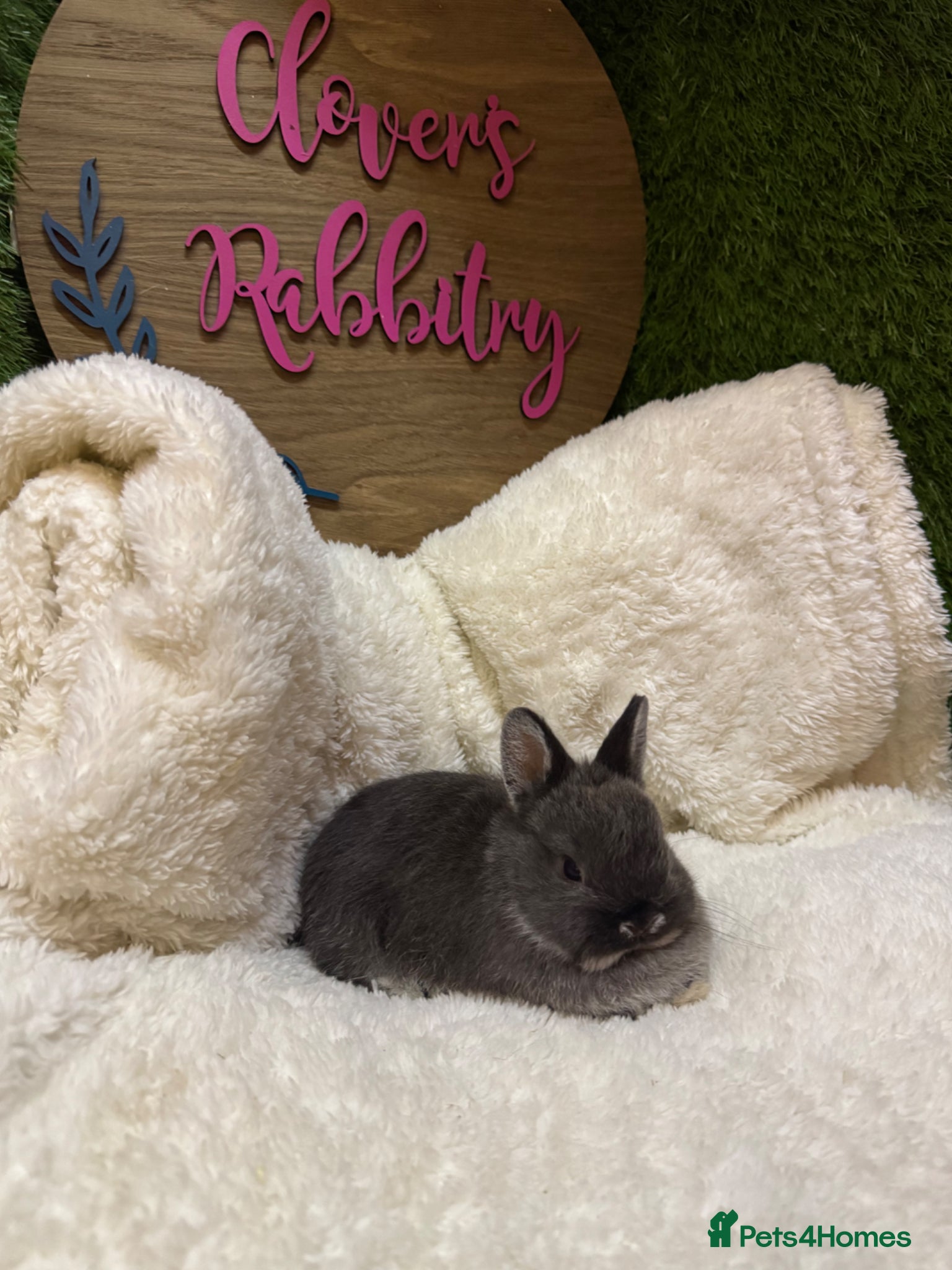 Netherland Dwarf rabbits Pedigree Neverland dwarfs only males left  - Advert 14