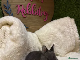 Netherland Dwarf rabbits Pedigree Neverland dwarfs only males left - Advert 14