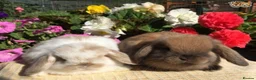 Mini Lop rabbits for sale: Gorgeous, purebred Mini lop babies ready October - Advert 10