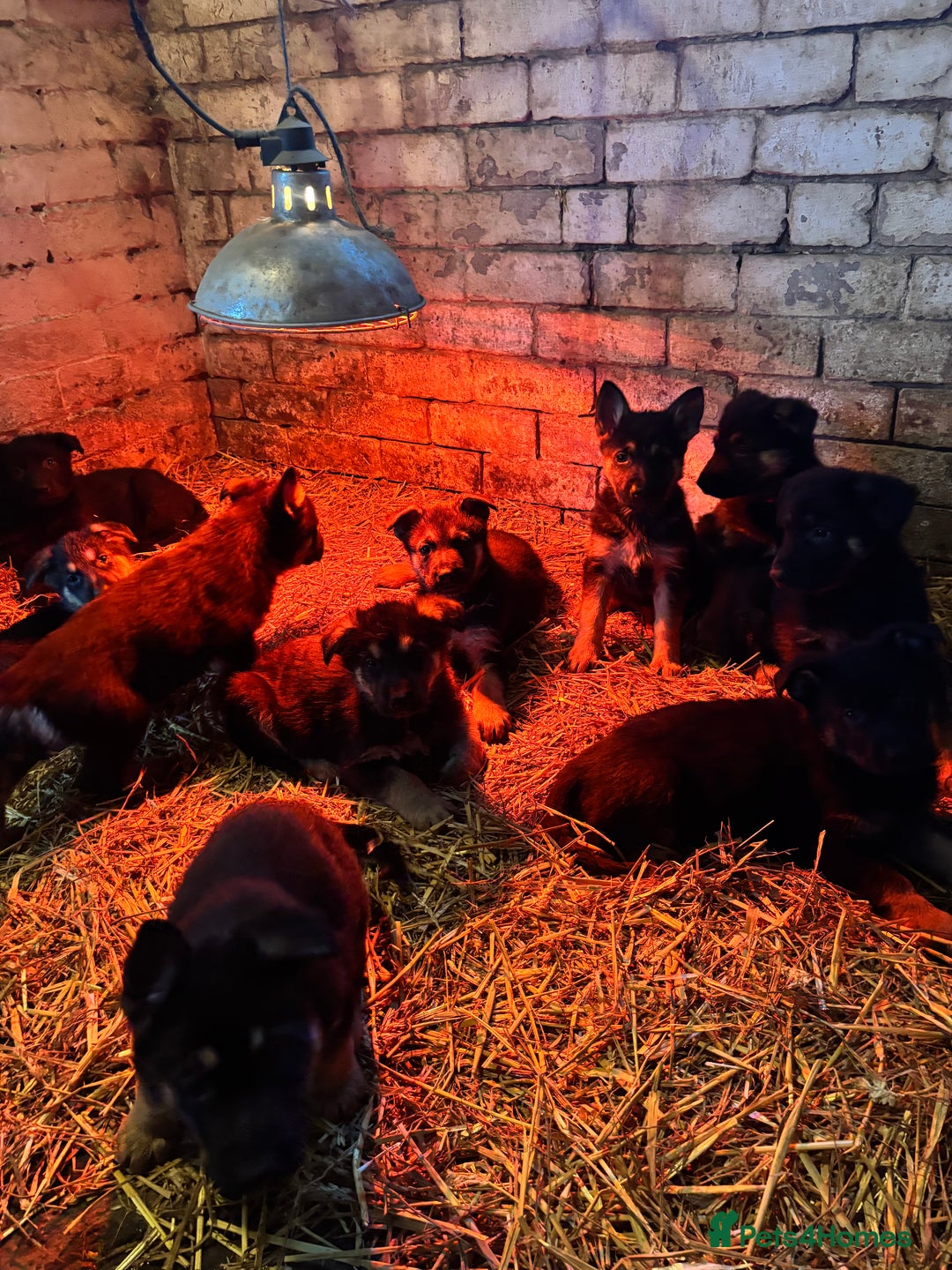 German Shepherd dogs for sale: Farm Bred German Shepard Puppies For Sale - Advert 9