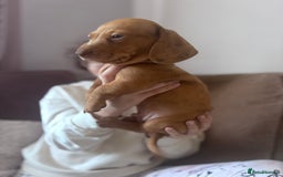 Miniature Dachshund dogs for sale: Kc reg miniature dachshund  - Image 3