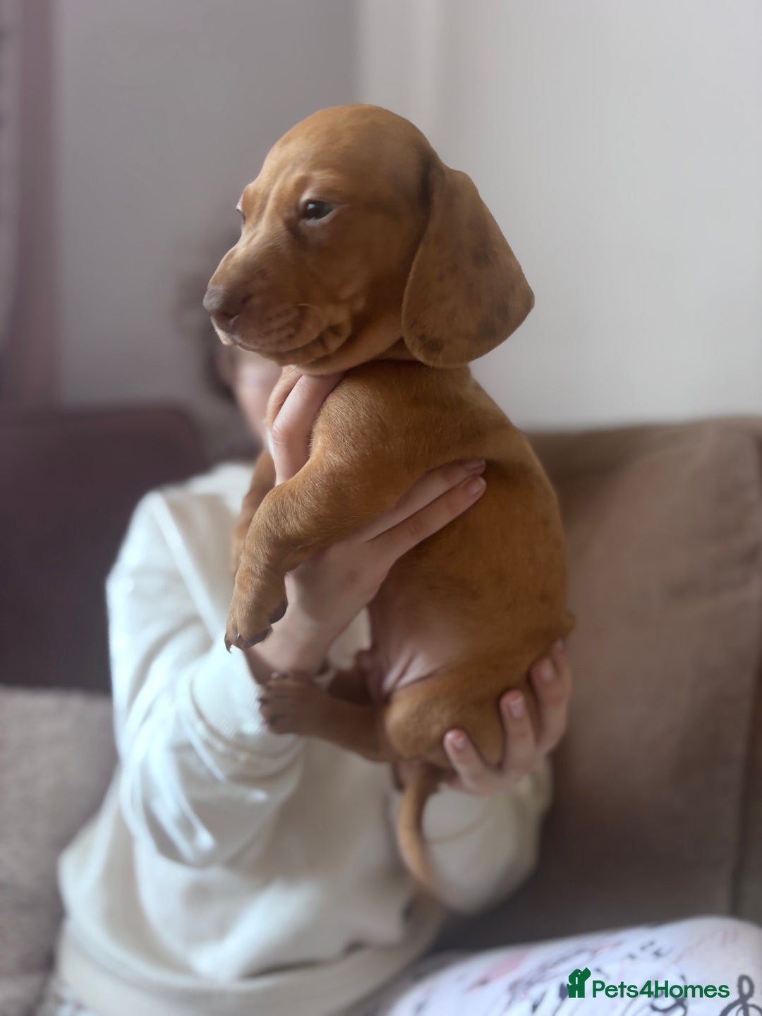 Miniature Dachshund dogs for sale: Kc reg miniature dachshund  - Image 3