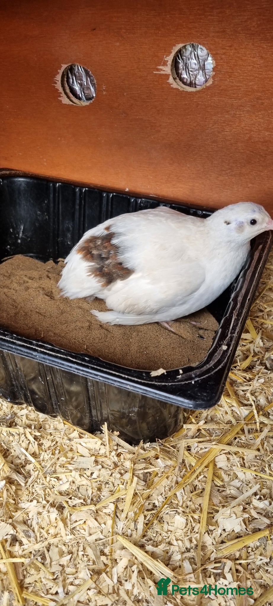Quail poultry Breeding trio of coturnix quail - Advert 2