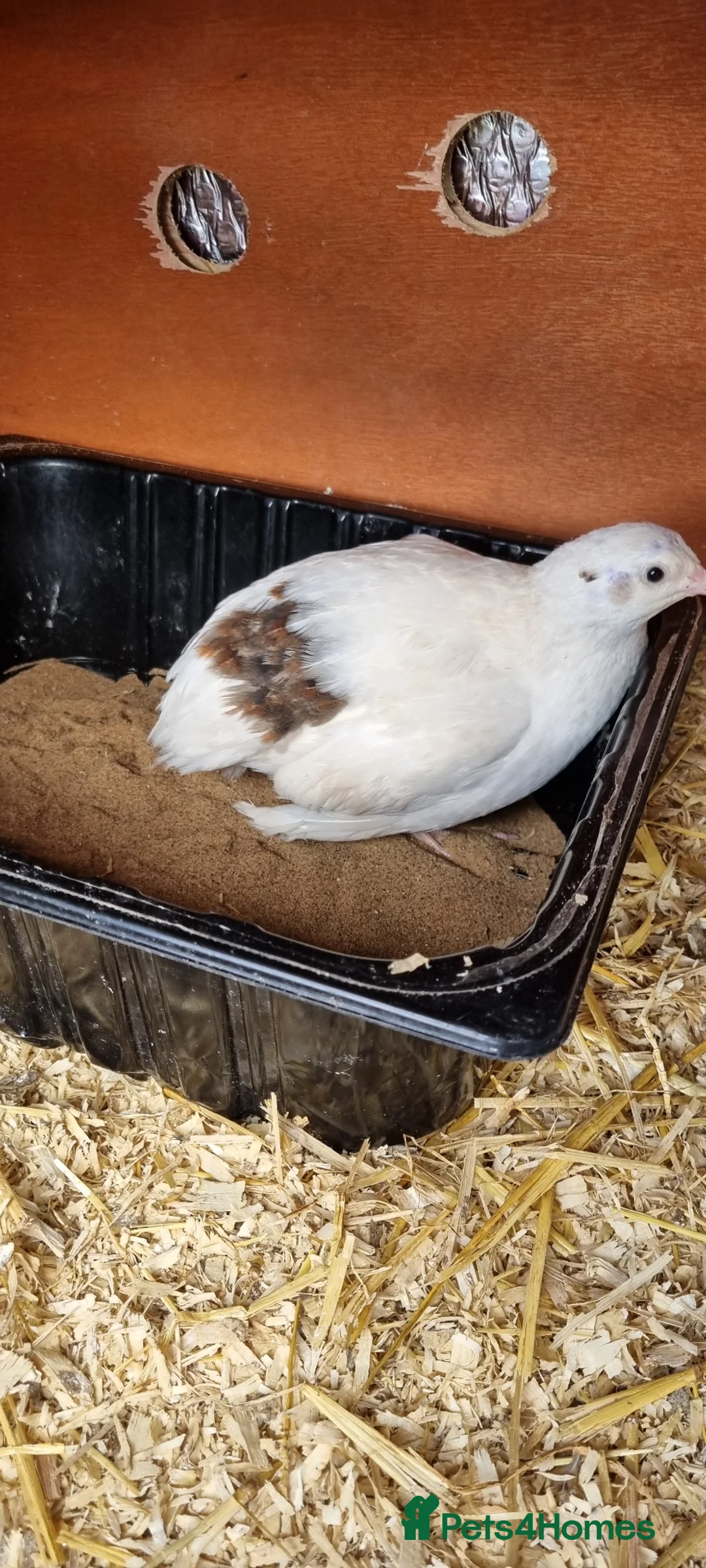 Quail poultry for sale: Breeding trio of coturnix quail - Advert 2