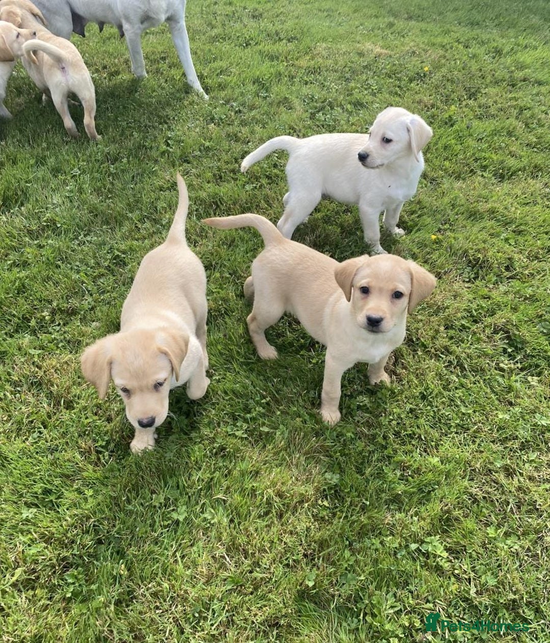 Labrador Retriever dogs for sale: Health checked labrador puppies - Image 1
