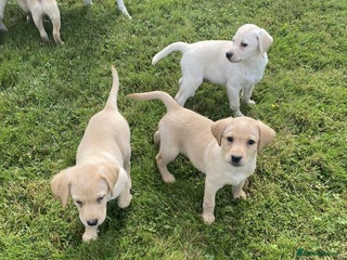 Labrador Retriever dogs - Advert 3