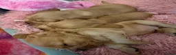 Cocker Spaniel dogs for sale: Gorgeous Golden Show Cockers - Advert 12