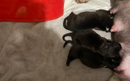 Labradoodle dogs for sale: 2 BEAUTIFUL MALES & 1 FEMALE LABRADOODLE PUPPIES - Image 10