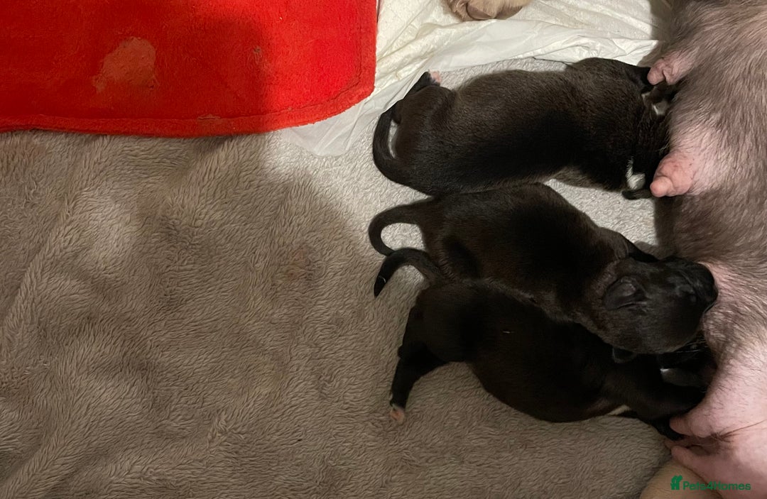 Labradoodle dogs for sale: 2 BEAUTIFUL MALES & 1 FEMALE LABRADOODLE PUPPIES - Image 10