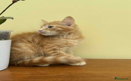Maine Coon cats for sale: Maine coon cross kittens  - Image 14