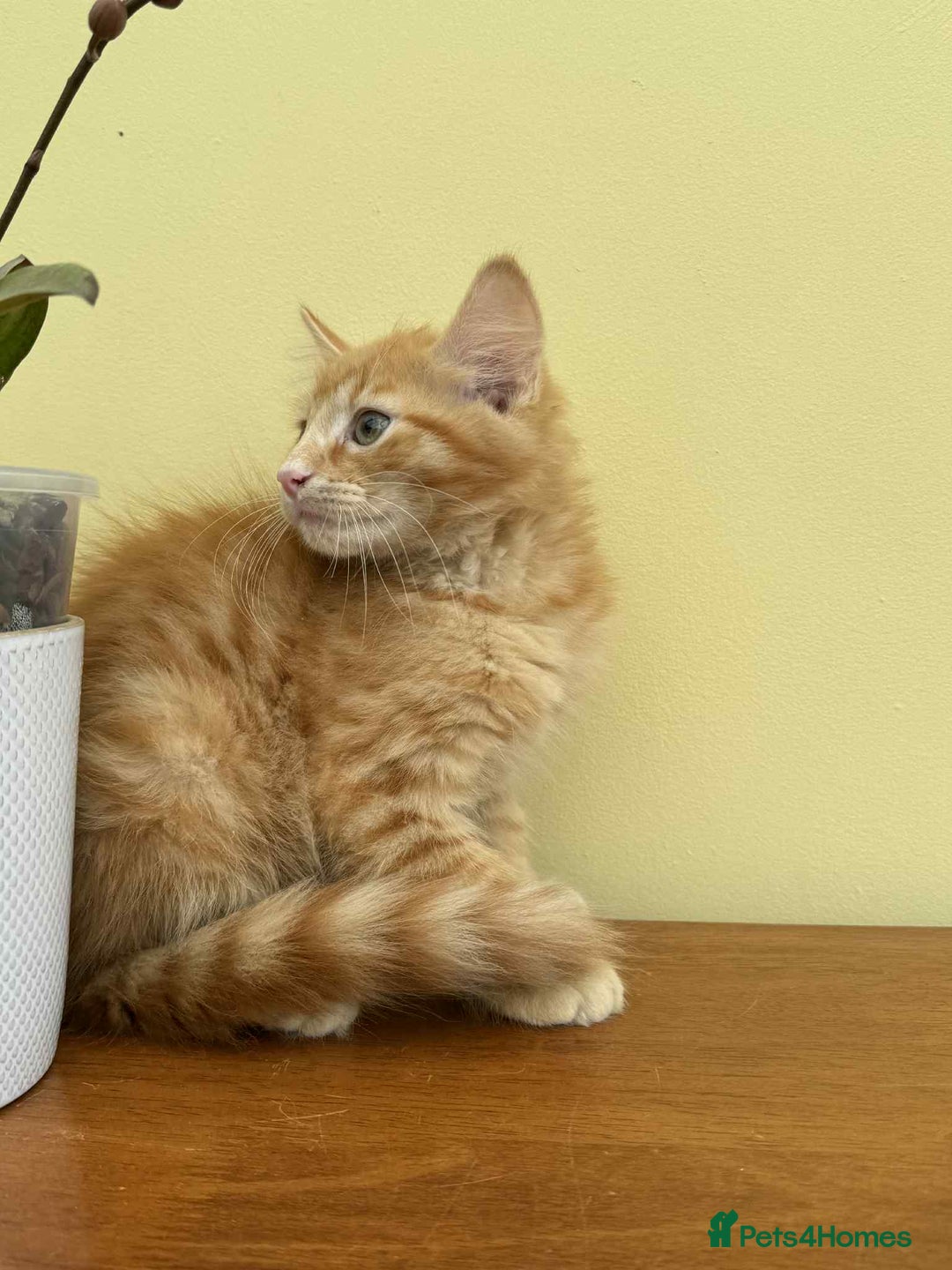Maine Coon cats for sale: Maine coon cross kittens  - Image 14
