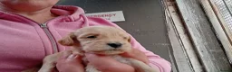 Cockapoo dogs for sale: Cockapoo pups  - Advert 3
