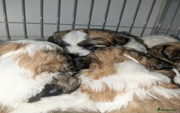 Shih Tzu dogs for sale: Shih Tzu puppies  - Image 3
