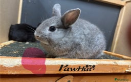 Netherland Dwarf rabbits for sale: Netherland dwarf x lop - Image 3