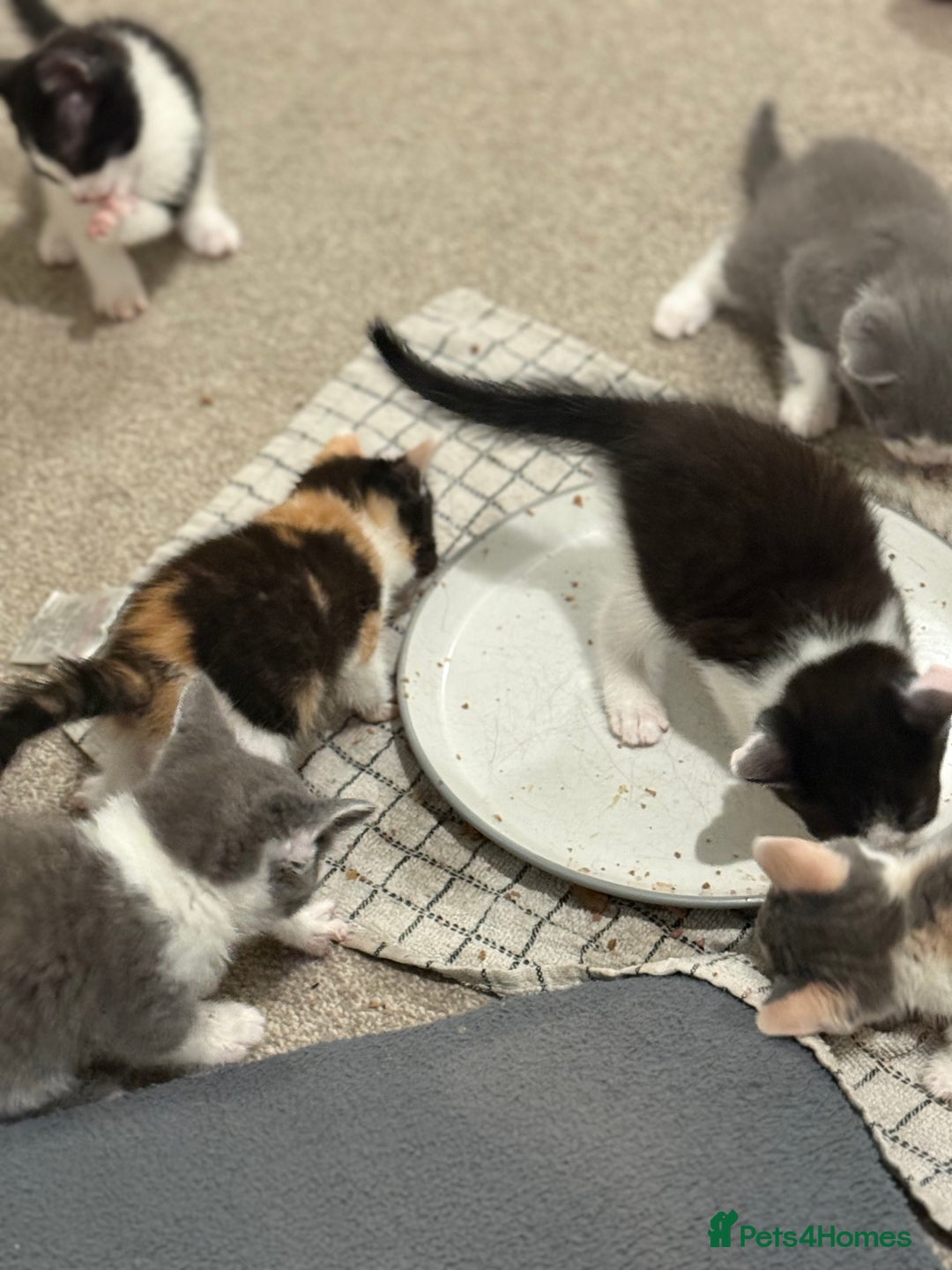 Mixed Breed cats for sale: 🤩🤩 10 beautifull fur babies 🤩🤩 - Advert 30