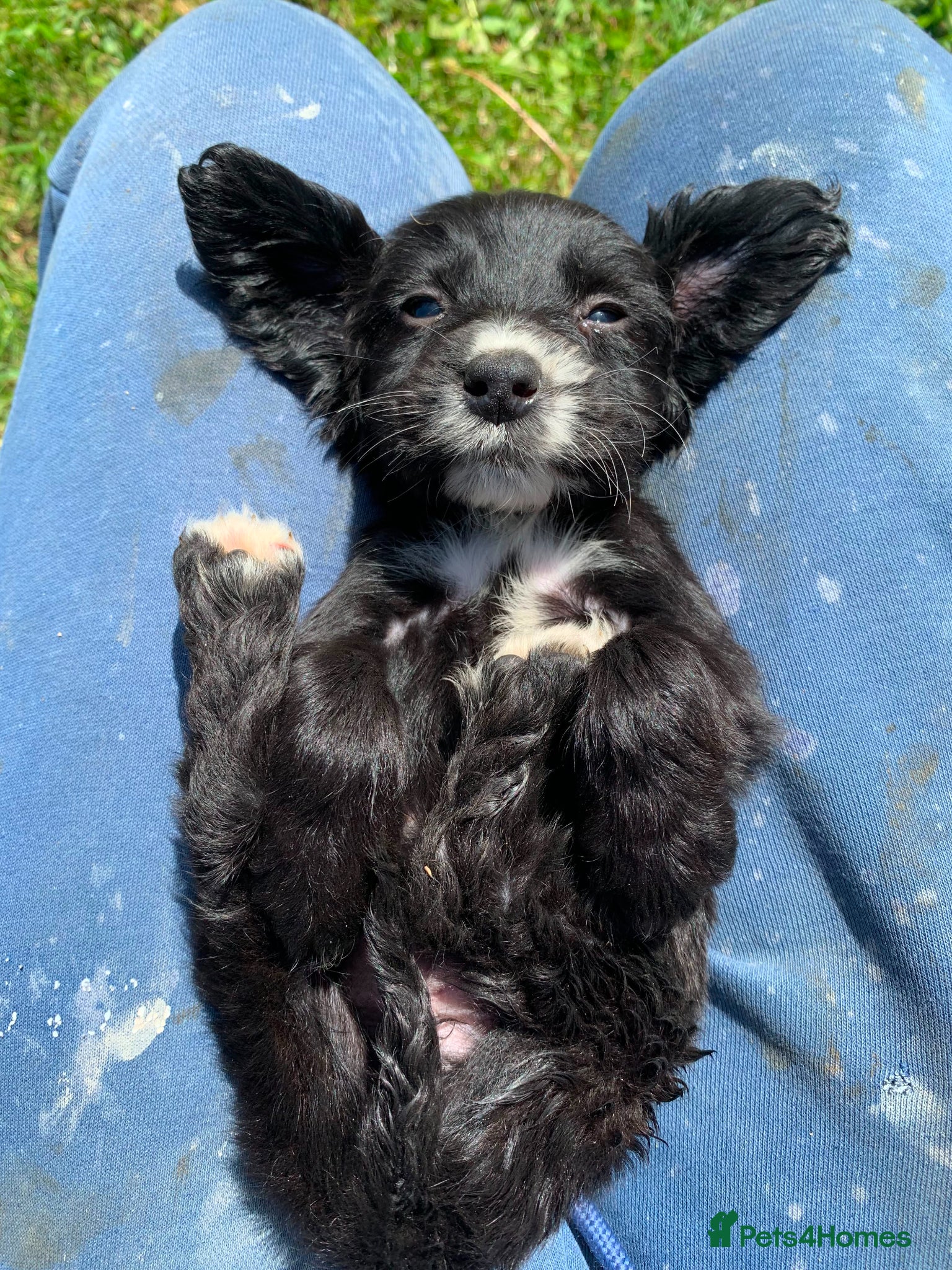 Cocker Spaniel dogs Beautiful cocker spaniel puppies for sale  - Advert 3