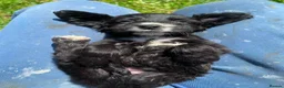 Cocker Spaniel dogs for sale: Beautiful cocker spaniel puppies for sale  - Advert 1
