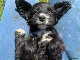 Cocker Spaniel dogs Beautiful cocker spaniel puppies for sale - Advert 4