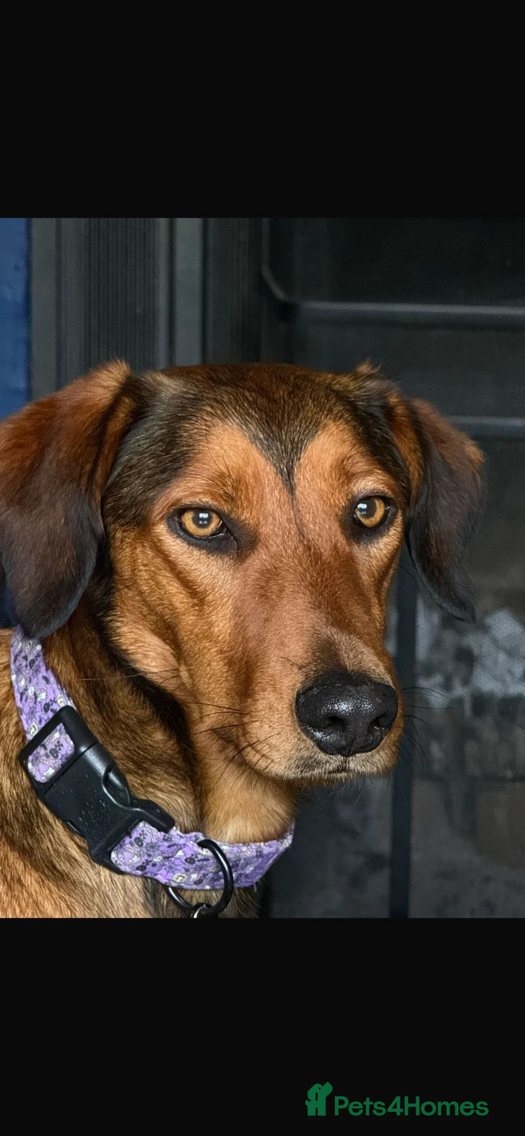 Mixed Breed dogs for sale: Dahlia needs her family - Advert 8