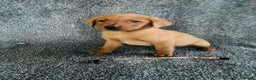 Labrador Retriever dogs for sale: Fox Red KC Reg Labrador Pups - Advert 6