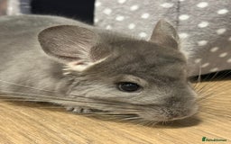 Chinchilla rodents for sale: Male baby Chin (5months old) - Image 3
