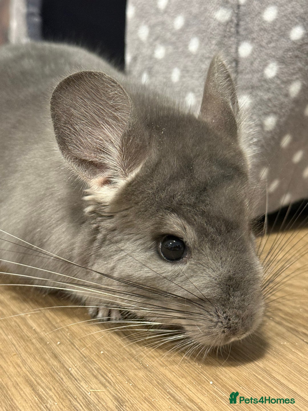 Chinchilla rodents for sale: Male baby Chin (5months old) - Image 3