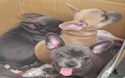 Mixed Breed dogs for sale: 🐶 Lovely Frenchie x Chihuahua Puppies - Image 13