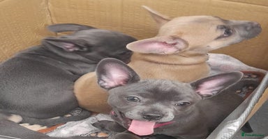 Mixed Breed dogs - Advert 3