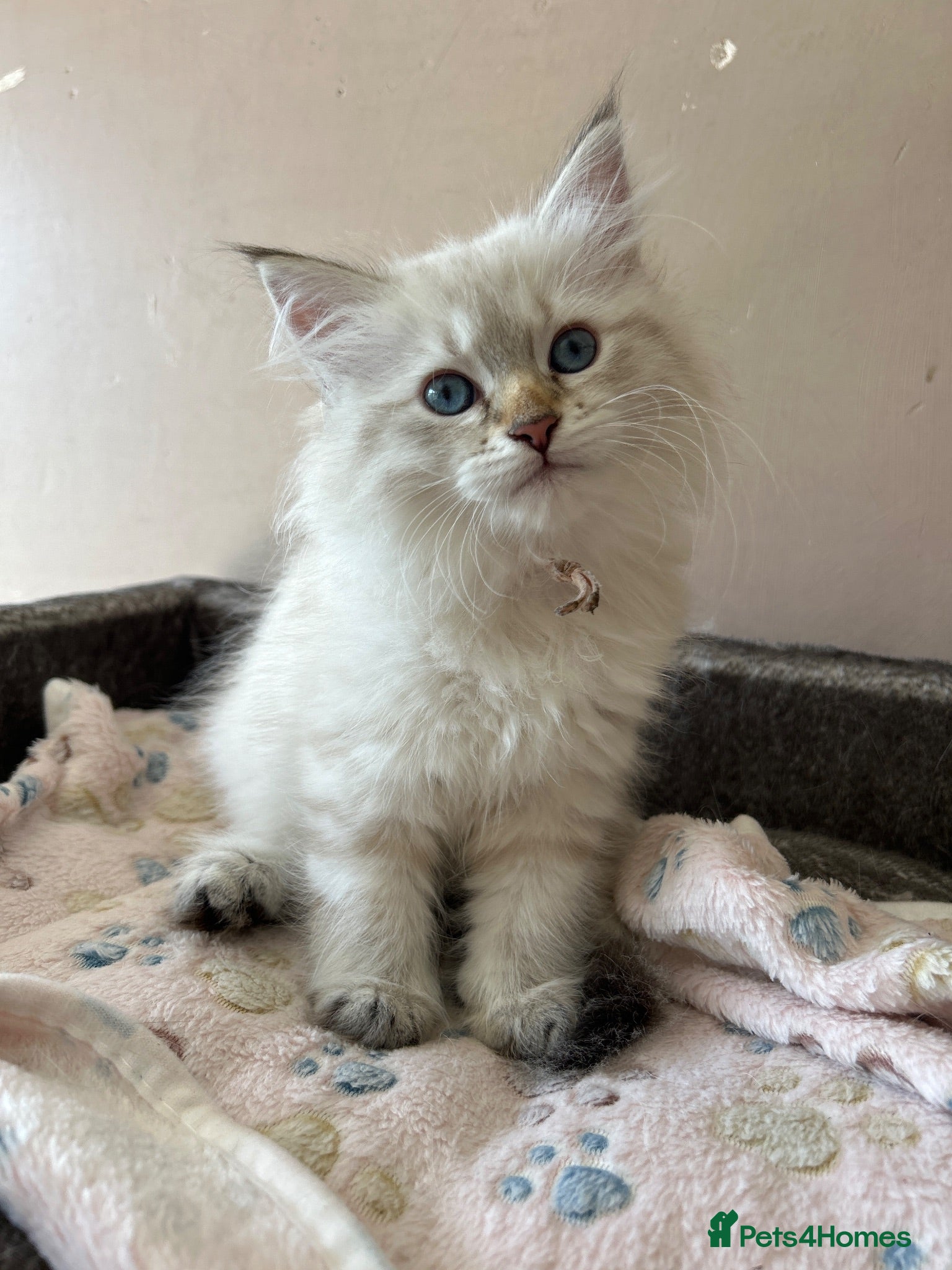 Siberian cats Beautiful TICA Registered Siberian Kittens  - Advert 10