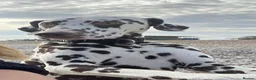 Dalmatian dogs for stud: Our Loveable Handsome Liver Dalmatian Marshall - Advert 7