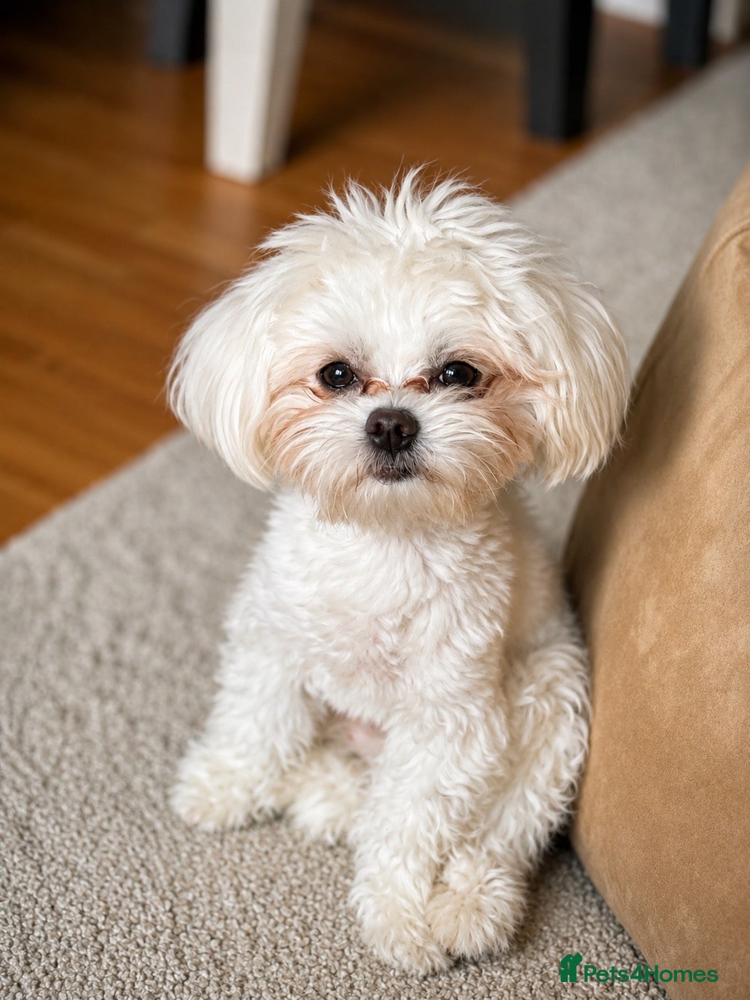 Maltese dogs  Maltese boy is available for stud. - Advert 1