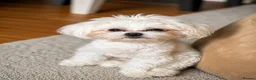 Maltese dogs for stud:  Maltese boy is available for stud. in Tonbridge - Advert 1