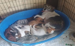 Jack Russell dogs for sale: Adorable Jack Russel Puppies  - Image 11