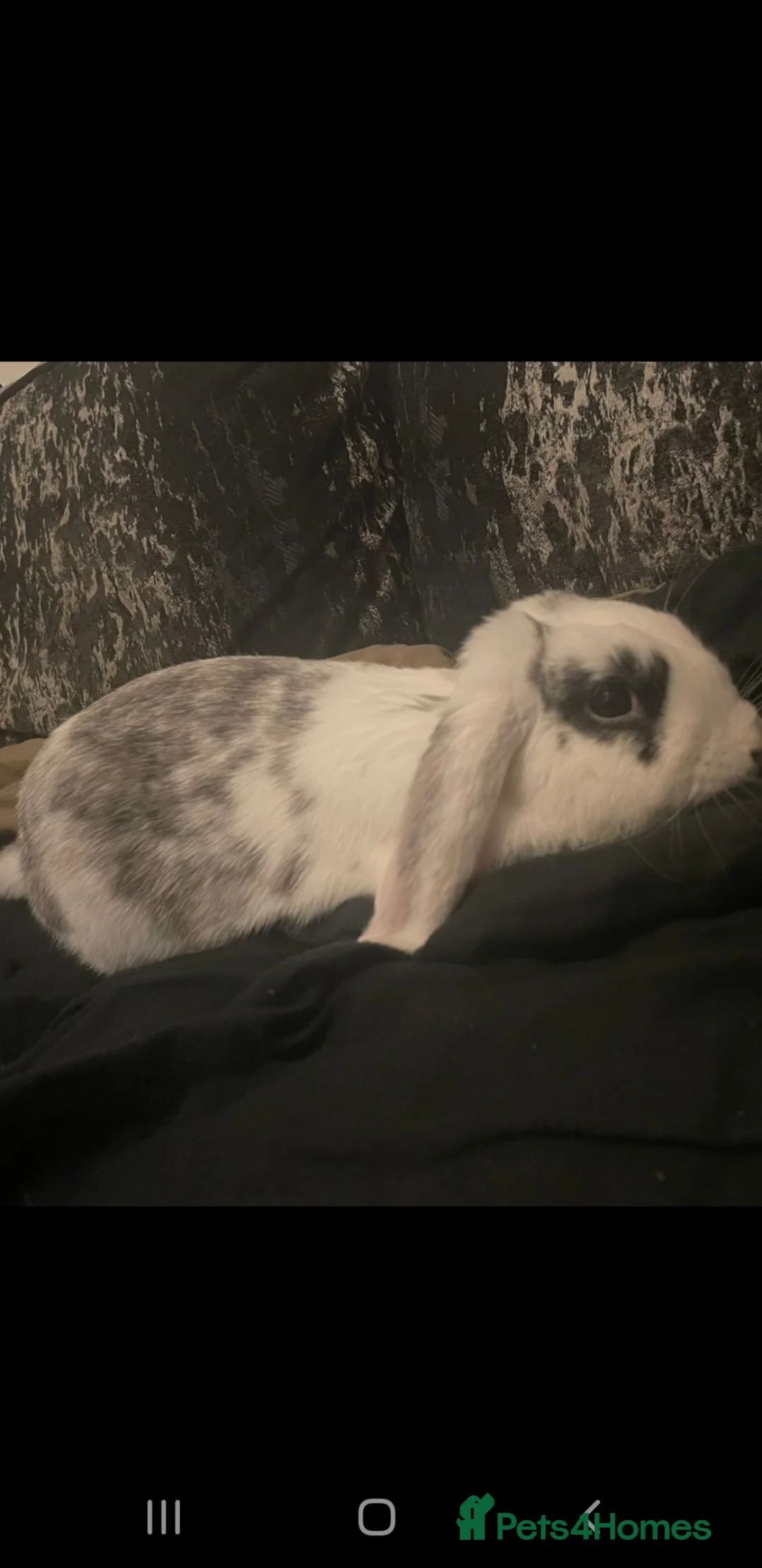 English Lop rabbits for sale: Male English lop - Advert 3