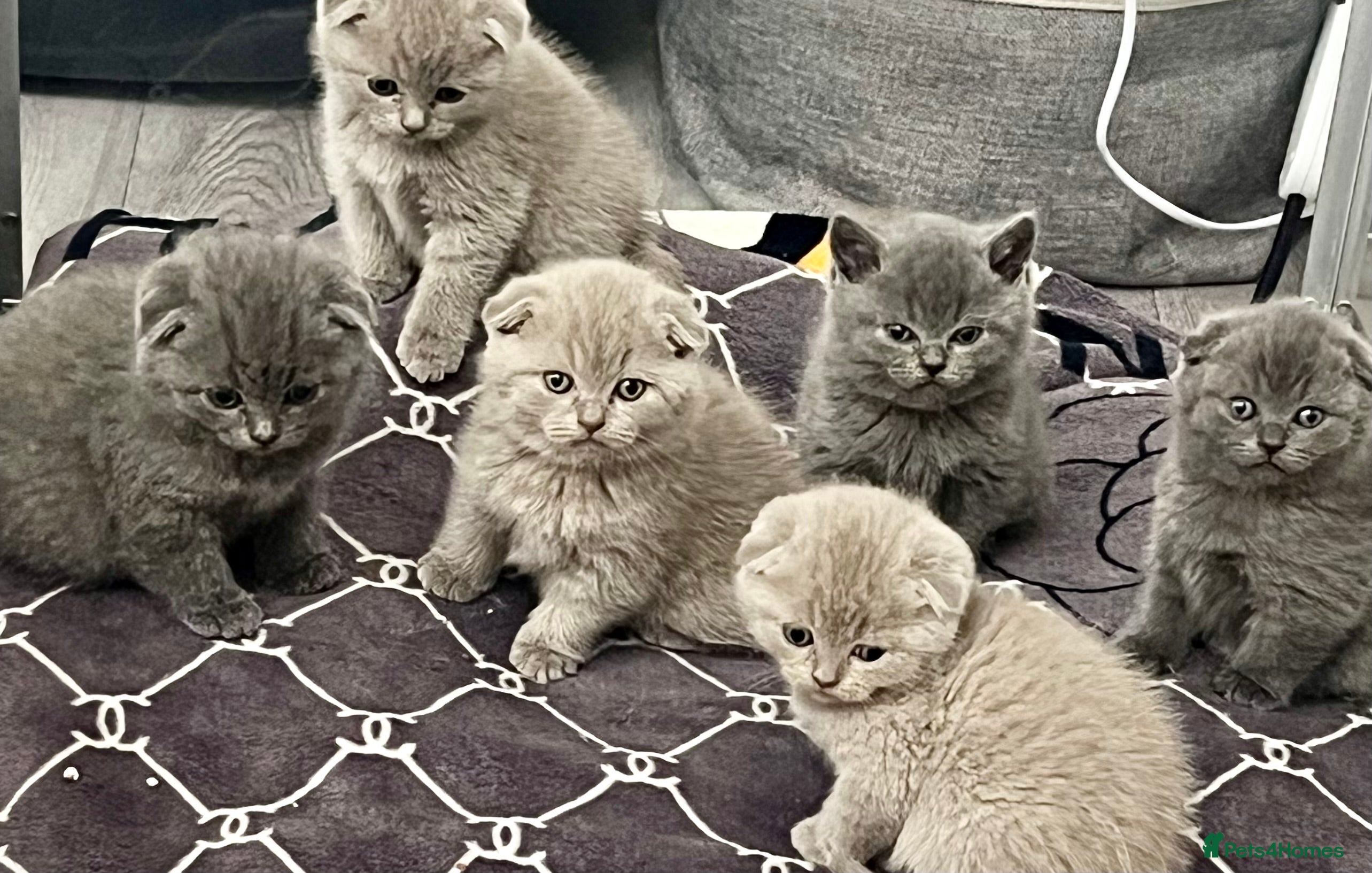 Scottish Fold cats Scottish fold and Scottish straight kittens!  - Advert 9