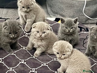 Scottish Fold cats Scottish fold and Scottish straight kittens! - Advert 2