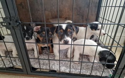 Jack Russell dogs for sale: Jack Russel Terriers 3 Generations Bloodline - Image 12